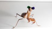 Vision Scientist Explains Why These Praying Mantises Are Wearing 3D Glasses